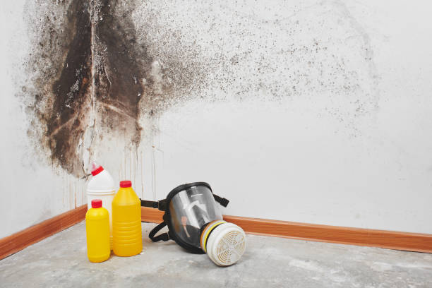 Best Toxic Mold Removal  in Pine Island, TX
