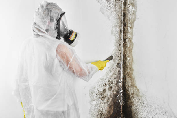Best Toxic Mold Removal  in Pine Island, TX