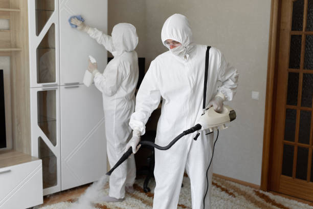 Best Local Mold Removal Service  in Pine Island, TX
