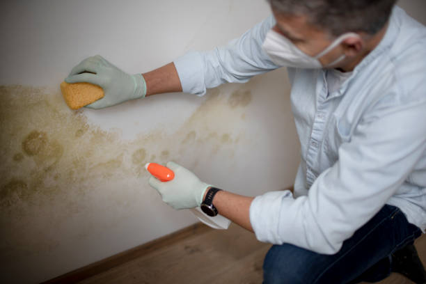 Best Black Mold Removal  in Pine Island, TX