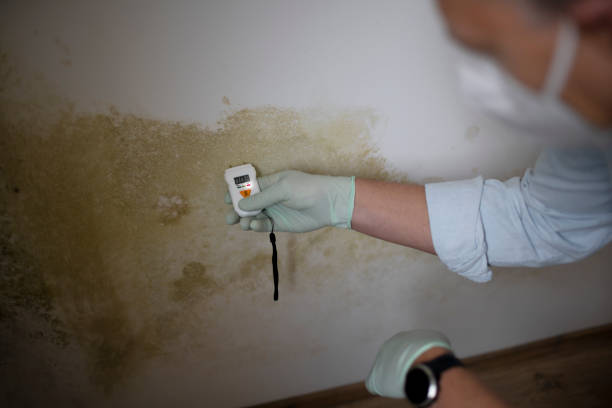 Best Professional Mold Removal  in Pine Island, TX