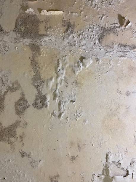 Best Crawl Space Mold Removal  in Pine Island, TX
