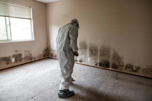Best Mold Remediation  in Pine Island, TX
