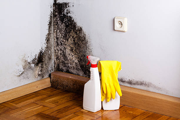 Best Residential Mold Removal  in Pine Island, TX