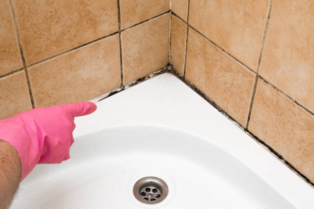 Best Emergency Mold Removal  in Pine Island, TX
