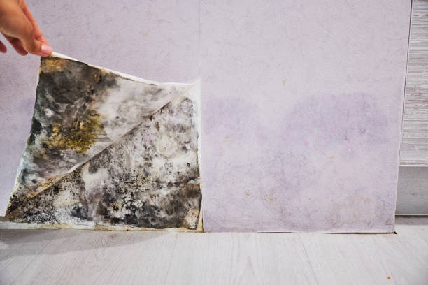 Best Attic Mold Removal  in Pine Island, TX
